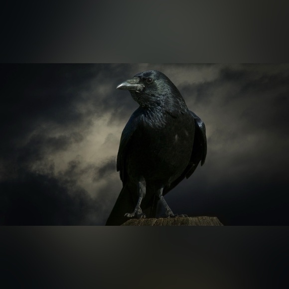 The Raven’s Curious Treasures - Picture 2 of 4